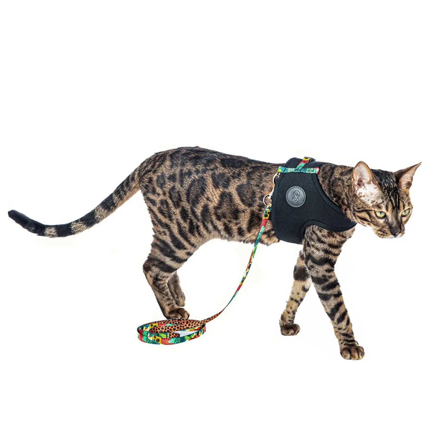 Peitoral e Guia Cat Neoprene Happy Tchucoo com o gato